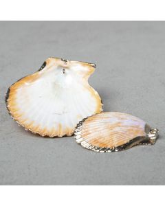 Coquillage pacifique  "énola" 35-50mm tailles variées
